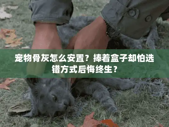 宠物骨灰怎么安置？捧着盒子却怕选错方式后悔终生？