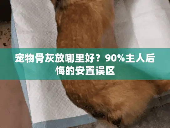 宠物骨灰放哪里好？90%主人后悔的安置误区