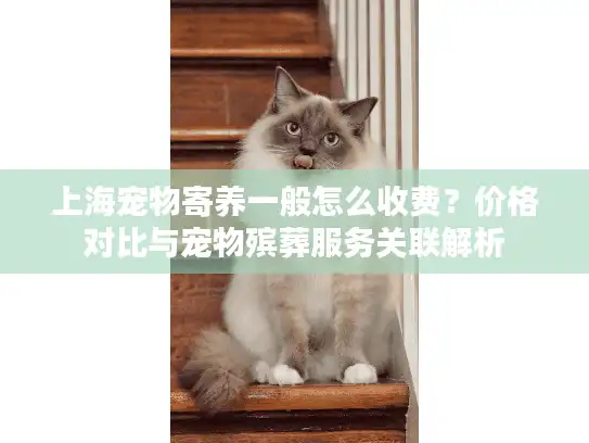 上海宠物寄养一般怎么收费？价格对比与宠物殡葬服务关联解析