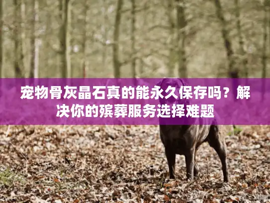 宠物骨灰晶石真的能永久保存吗？解决你的殡葬服务选择难题