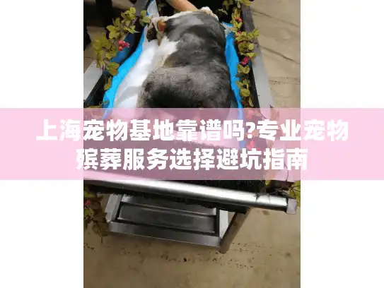 上海宠物基地靠谱吗?专业宠物殡葬服务选择避坑指南