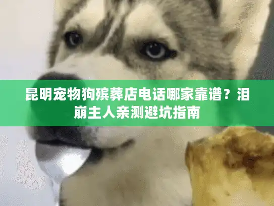 昆明宠物狗殡葬店电话哪家靠谱？泪崩主人亲测避坑指南