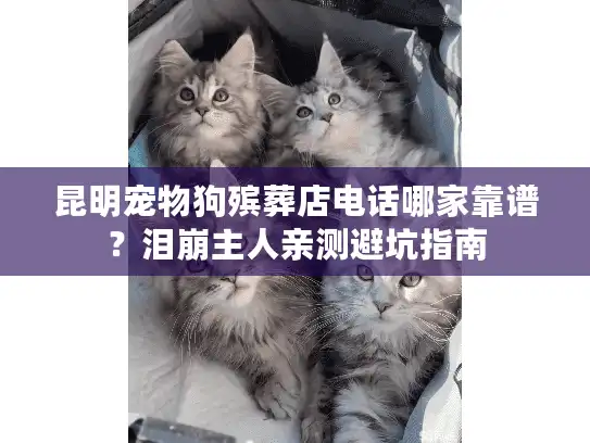昆明宠物狗殡葬店电话哪家靠谱？泪崩主人亲测避坑指南