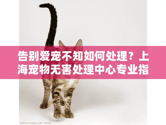 告别爱宠不知如何处理？上海宠物无害处理中心专业指南来了