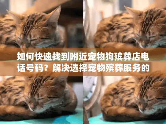 如何快速找到附近宠物狗殡葬店电话号码？解决选择宠物殡葬服务的痛点