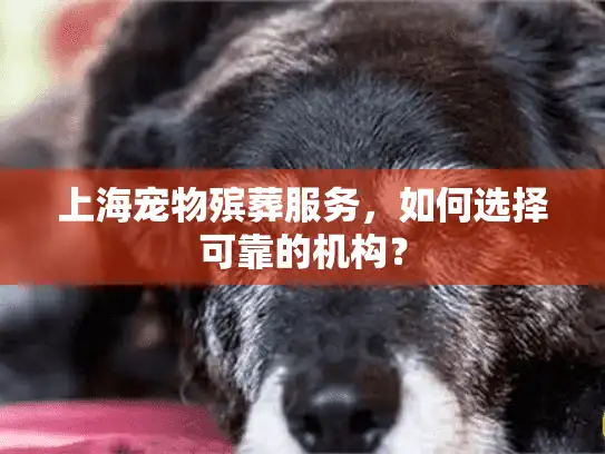 上海宠物殡葬服务，如何选择可靠的机构？