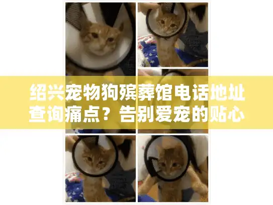 绍兴宠物狗殡葬馆电话地址查询痛点？告别爱宠的贴心秘笈