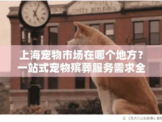 上海宠物市场在哪个地方？一站式宠物殡葬服务需求全解答