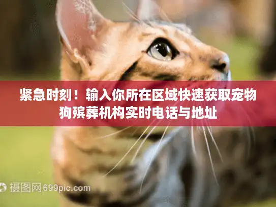 紧急时刻！输入你所在区域快速获取宠物狗殡葬机构实时电话与地址