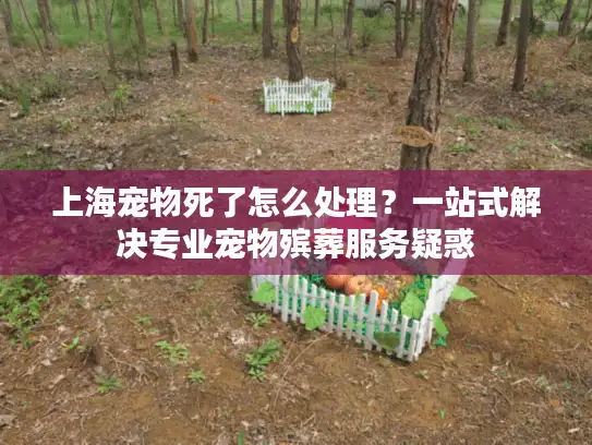上海宠物死了怎么处理？一站式解决专业宠物殡葬服务疑惑
