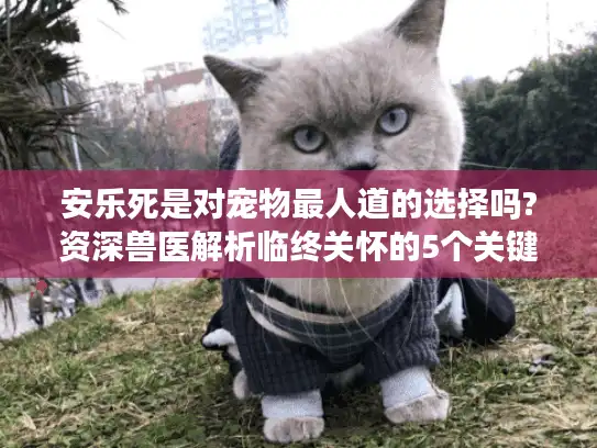 安乐死是对宠物最人道的选择吗?资深兽医解析临终关怀的5个关键时点