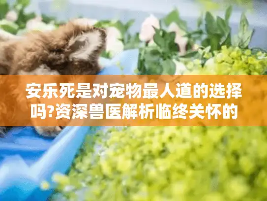 安乐死是对宠物最人道的选择吗?资深兽医解析临终关怀的5个关键时点