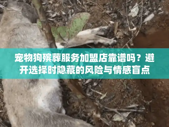 宠物狗殡葬服务加盟店靠谱吗？避开选择时隐藏的风险与情感盲点