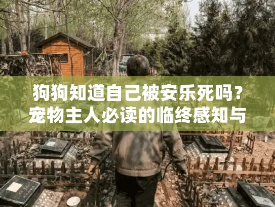 狗狗知道自己被安乐死吗？宠物主人必读的临终感知与殡葬指南