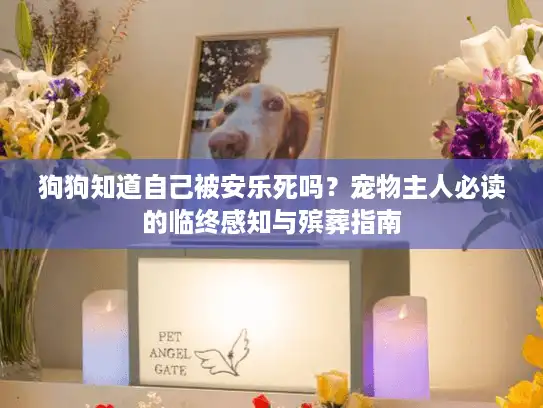 狗狗知道自己被安乐死吗？宠物主人必读的临终感知与殡葬指南