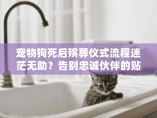 宠物狗死后殡葬仪式流程迷茫无助？告别忠诚伙伴的贴心行动指南