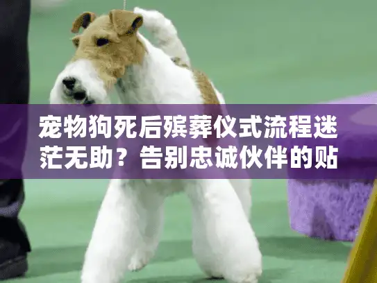宠物狗死后殡葬仪式流程迷茫无助？告别忠诚伙伴的贴心行动指南