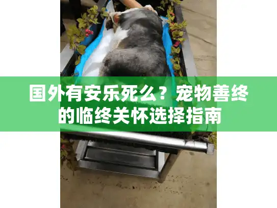 国外有安乐死么？宠物善终的临终关怀选择指南