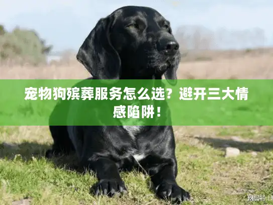 宠物狗殡葬服务怎么选？避开三大情感陷阱！