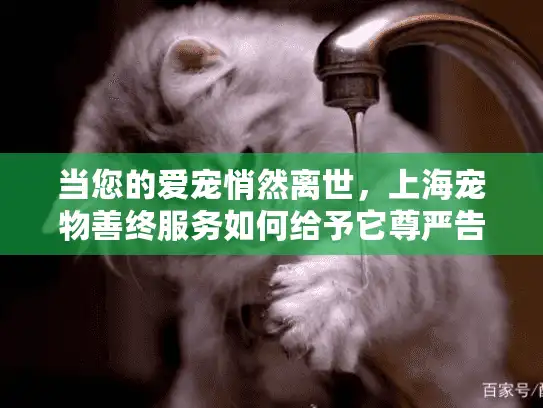 当您的爱宠悄然离世，上海宠物善终服务如何给予它尊严告别？