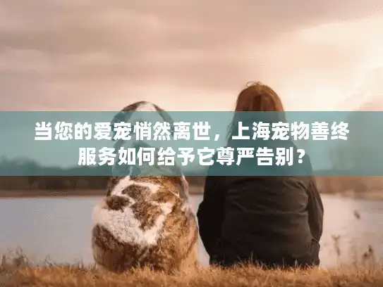 当您的爱宠悄然离世，上海宠物善终服务如何给予它尊严告别？