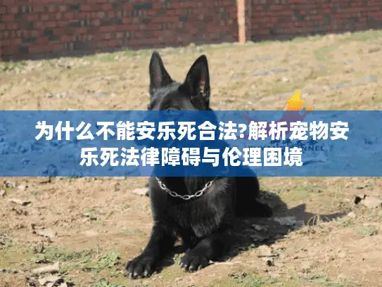 为什么不能安乐死合法?解析宠物安乐死法律障碍与伦理困境