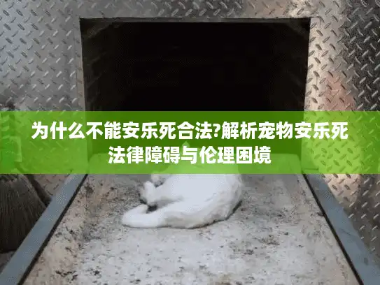 为什么不能安乐死合法?解析宠物安乐死法律障碍与伦理困境
