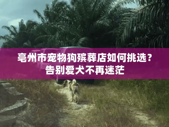 亳州市宠物狗殡葬店如何挑选？告别爱犬不再迷茫