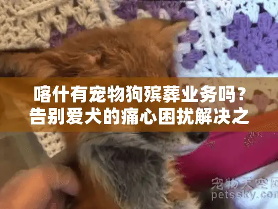 喀什有宠物狗殡葬业务吗？告别爱犬的痛心困扰解决之道