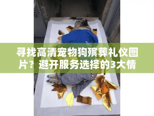 寻找高清宠物狗殡葬礼仪图片？避开服务选择的3大情感陷阱！