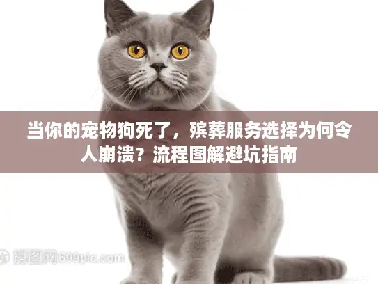 当你的宠物狗死了，殡葬服务选择为何令人崩溃？流程图解避坑指南