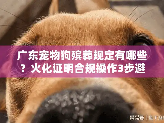 广东宠物狗殡葬规定有哪些？火化证明合规操作3步避雷