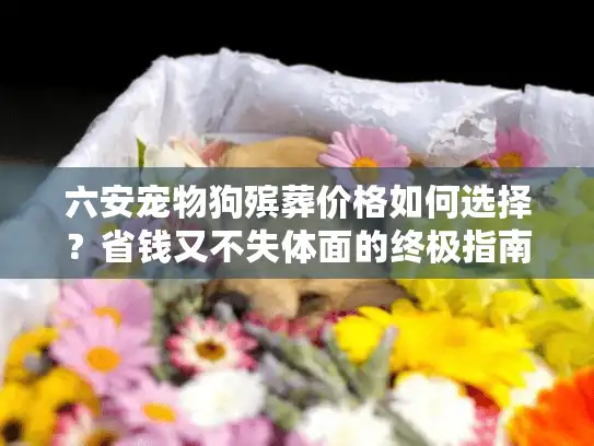 六安宠物狗殡葬价格如何选择？省钱又不失体面的终极指南