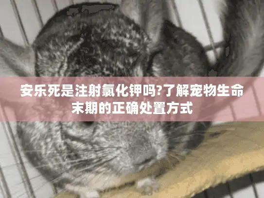 安乐死是注射氯化钾吗?了解宠物生命末期的正确处置方式