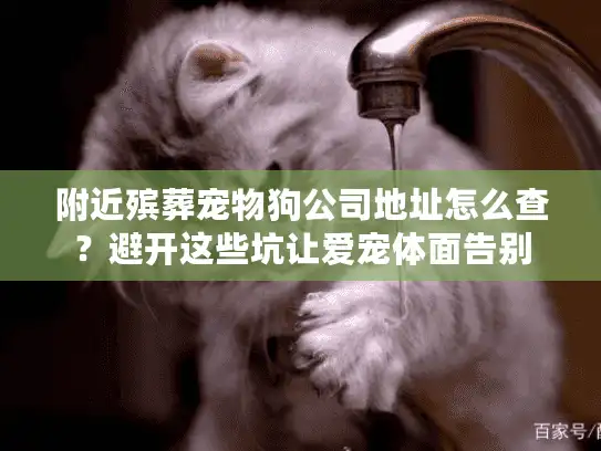 附近殡葬宠物狗公司地址怎么查？避开这些坑让爱宠体面告别