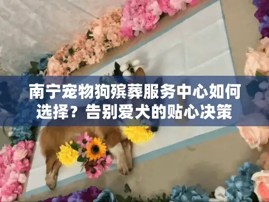 南宁宠物狗殡葬服务中心如何选择？告别爱犬的贴心决策