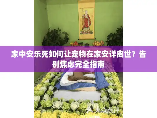 家中安乐死如何让宠物在家安详离世？告别焦虑完全指南