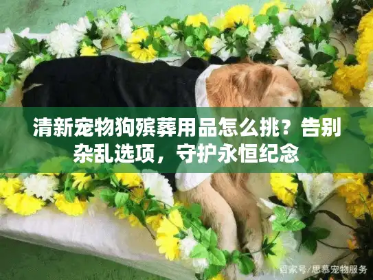 清新宠物狗殡葬用品怎么挑？告别杂乱选项，守护永恒纪念