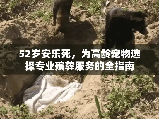 52岁安乐死，为高龄宠物选择专业殡葬服务的全指南