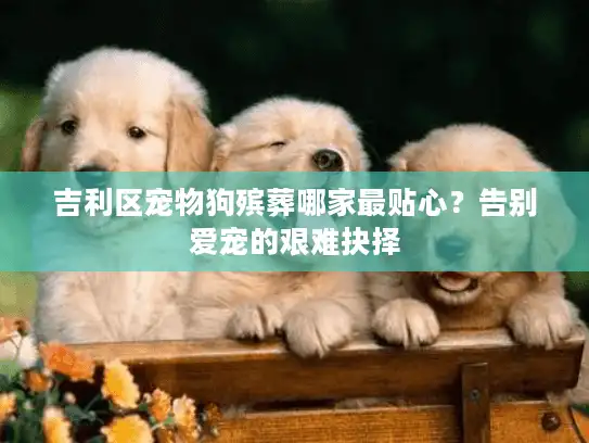 吉利区宠物狗殡葬哪家最贴心？告别爱宠的艰难抉择
