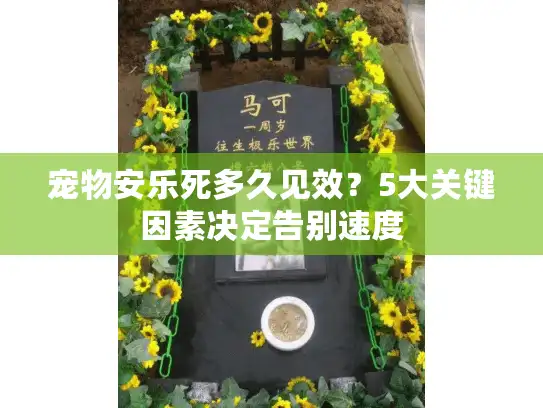 宠物安乐死多久见效？5大关键因素决定告别速度