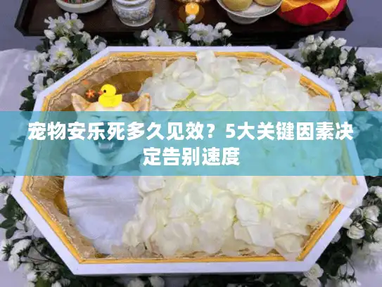 宠物安乐死多久见效？5大关键因素决定告别速度