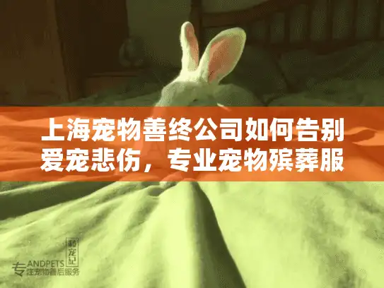 上海宠物善终公司如何告别爱宠悲伤，专业宠物殡葬服务权威指南