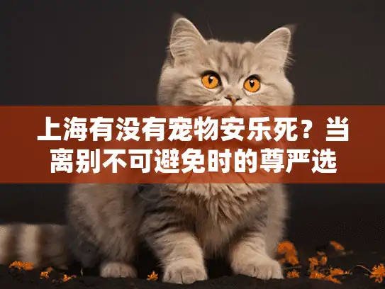 上海有没有宠物安乐死？当离别不可避免时的尊严选择