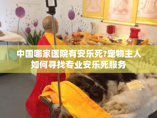 中国哪家医院有安乐死?宠物主人如何寻找专业安乐死服务