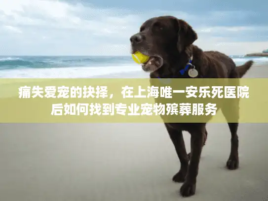 痛失爱宠的抉择，在上海唯一安乐死医院后如何找到专业宠物殡葬服务