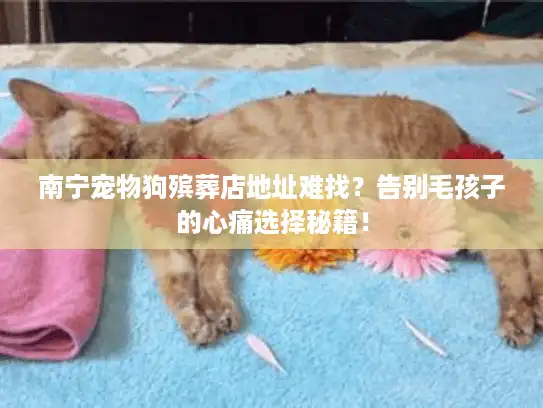 南宁宠物狗殡葬店地址难找？告别毛孩子的心痛选择秘籍！