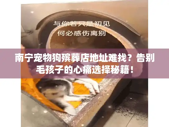 南宁宠物狗殡葬店地址难找？告别毛孩子的心痛选择秘籍！