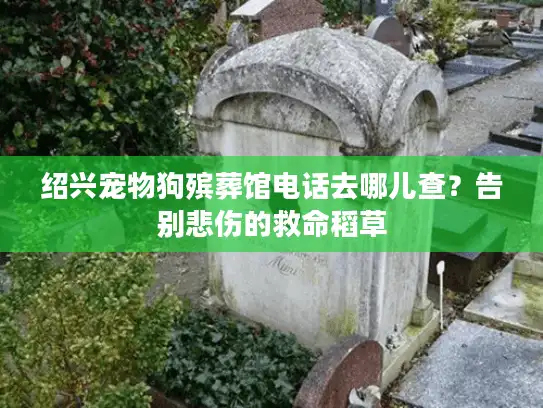 绍兴宠物狗殡葬馆电话去哪儿查？告别悲伤的救命稻草