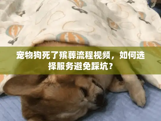 宠物狗死了殡葬流程视频，如何选择服务避免踩坑？